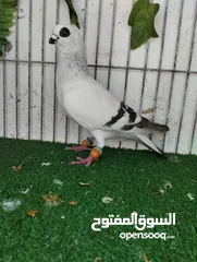  2 فحلين صغار طيور حمام مكفولات