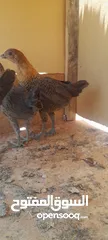  3 صيصان دجاج بلدي للبيع للبدل على حمام