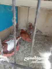  18 حمام للبيع او بدل على عصفير