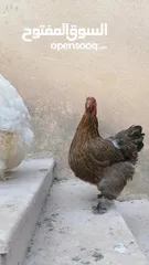  2 بيض براهمة بف مستوى عالي