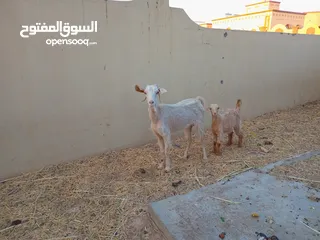  1 حلال عزبه السليف