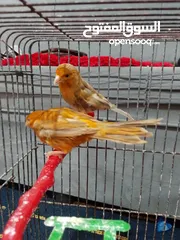  1 جوز كناري نحاسيات للبيع