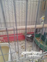  5 متوفر طيور كوكتيل صحة و نظافة