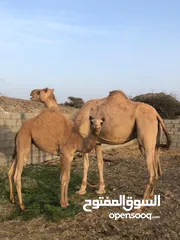  1 للبيع ناقه تحتها بكره سمين ماشاءالله