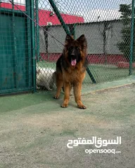  11 كلاب جيرمن شيبرد وجولدن ريتريفر مدربين وغير مدربين