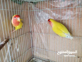  3 Love bird pair