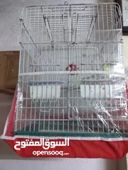  3 3جواز كوكتيل تحتهم بيض مع القفص مع مطير للبيع
