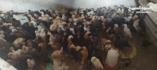  10 دجاج عربي ايدحي للبيع