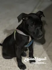  3 جرو بيبتبول انثى للبيع بسعر حرق