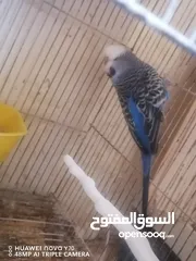  5 جواز حب انجليزي للبيع او للبدل كل اشي اله سعره وفيه دن فالو