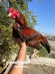  3 طير أموره طيبه