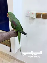  5 طائر الدر النيبالي /  Daura Nepali parrot