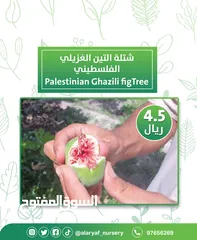  9 شتلات وأشجار التين من مشتل الأرياف  أسعار منافسة  انجیر کا درخت
