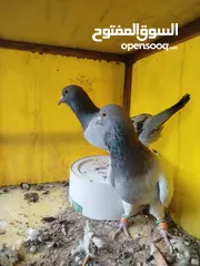  6 جواز للبيع