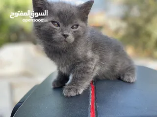 3 مكس الام بريتش الأب سكوتش