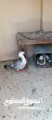  8 متاح 3جواز شغلات جوز يهوديات  صفر وجوز بلجيكي زرزور عل بلجيكيه