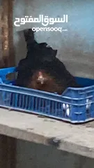  2 فرخ جاج بلدي ممتاز