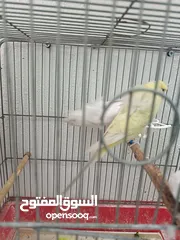  2 جوز هوغو رومو البينو عين حمرا للبيع صحه مع فرخ