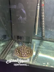  3 اروانا ولخمه بلاك دايمن Arowana & Stingray