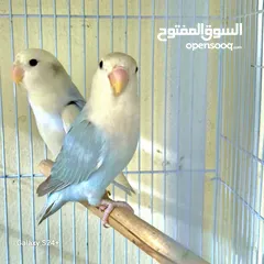  1 love birds pair