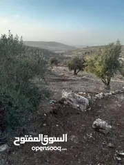  2 ارض زيتون للبيع في صوريف