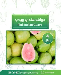  7 شتلات وأشجار الجوافة من مشتل الأرياف أسعار منافسة الأفضل في السوق  امرود کا درخت  guava