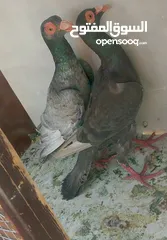  26 حمام للبيع