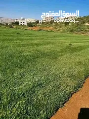  5 نجيل طبيعي نجيل ديكوندرا