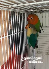  8 love birds and fischers breeders with cage and nest box