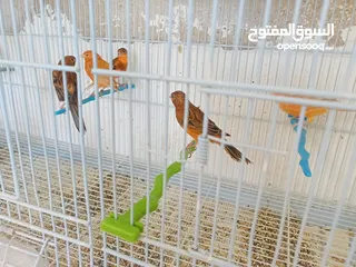  4 طيور كنار مشكله