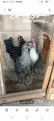  2 جاج بلدي ديك 2 جاج بلدي 2