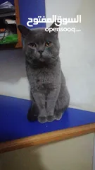  2 ذكر بريتش بيور جيم