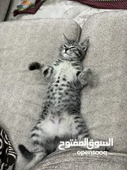  6 قطه عمرها تقريباً 3 شهور للتبني