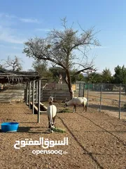  1 مها عربي ( وضيحي )