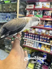  21 كويكر طفرة سينامون أليف راقص لعوب متكلم تابع الوصف للأهمية