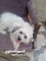  3 كلب لعوب جدا