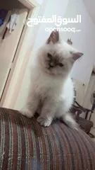  11 انثى شيراز هملايا عمر شهرين وذكر هملايا اورانج عمر 3شهور