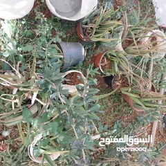  4 شجرة نخيل وعدد من أشتال صبار الألوفيرا خريبة السوق الجويدة الكيبو
