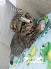  2 قطعه للبيع سكوتش فولد ملقحه وامها معها بسبور لعوبه بداعي السفر المستعجل