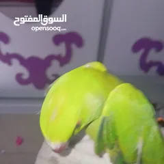  2 عصفور خضر مع قفص