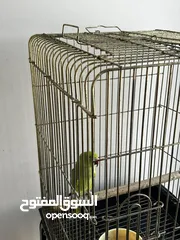  1 ببغاء اخضر هندي / Indian parrots