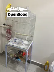  4 للبيع بغبغاء اصفر يتكلم أشياء بسيط مع قفص وقاعده و مبردين لالاضافر