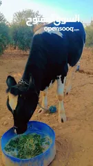  6 بكيرة عشار كبير