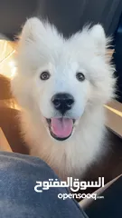  3 Samoyed famale 3 months