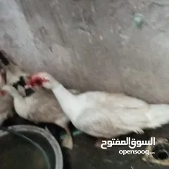  16 دجاج عرب وبشوش مصري