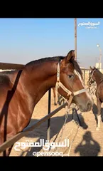  2 مهر عربي دم سورية نخب اول دم صافيه