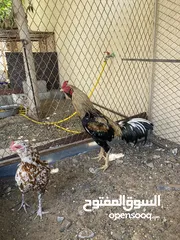  3 ديك باكستاني ودياي فرنسي