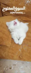  2 قطة انثى للبيع بسعر رمزي
