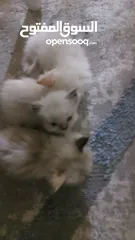  3 قطط هملايا صغيرة