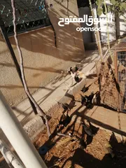  4 صيصان دجاج محلق